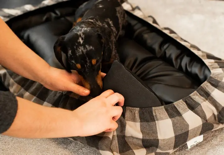 Manos ajustando una cama para perros con estampado de cuadros. Un perro salchicha se asoma curiosamente.