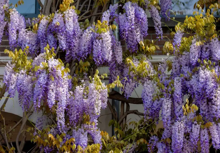Kaskady fioletowych kwiatów wisterii zwisają na tle ceglanego muru. Warto wiedzieć, czy wisteria jest trująca, zanim pozwoli się jej rozrosnąć.