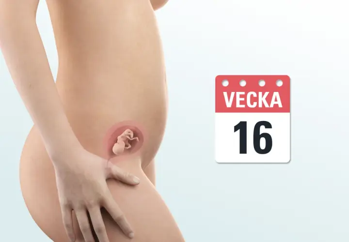 Gravid vecka 16. En illustration visar en gravid mage med en bebis i livmodern. Bredvid syns en kalender med texten "VEcka 16".
