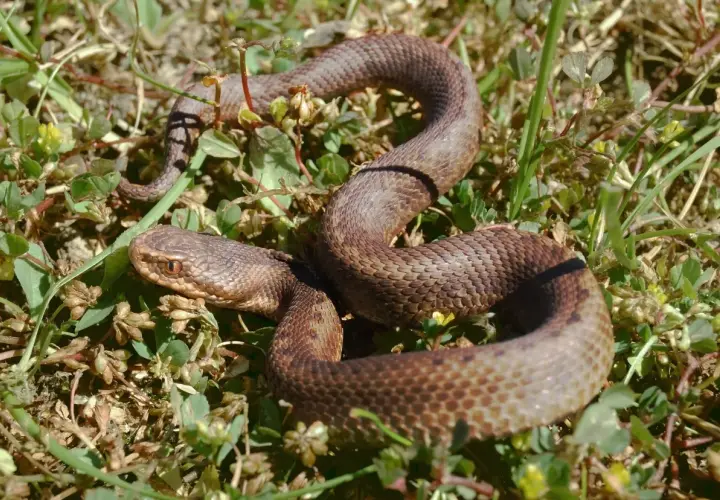 Brązowy wąż, czyli "serpiente" po hiszpańsku, wijący się wśród zielonej trawy i suchych liści.