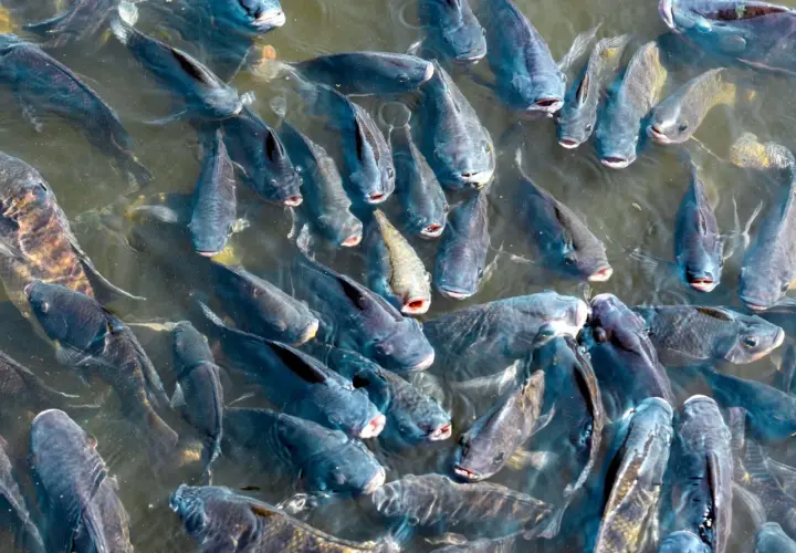 Pochodzenie ryby tilapia: naturalne środowisko i miejsca hodowli