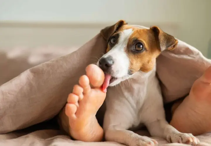 Piesek Jack Russell Terrier liże ludzką stopę pod kołdrą. Może to być oznaka przywiązania lub próba zaspokojenia ciekawości, dlaczego pies liże stopy.