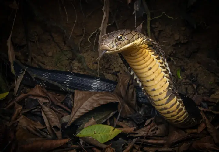 Una cobra real negra, con su cabeza dorada y escamas oscuras, emerge entre hojas secas.