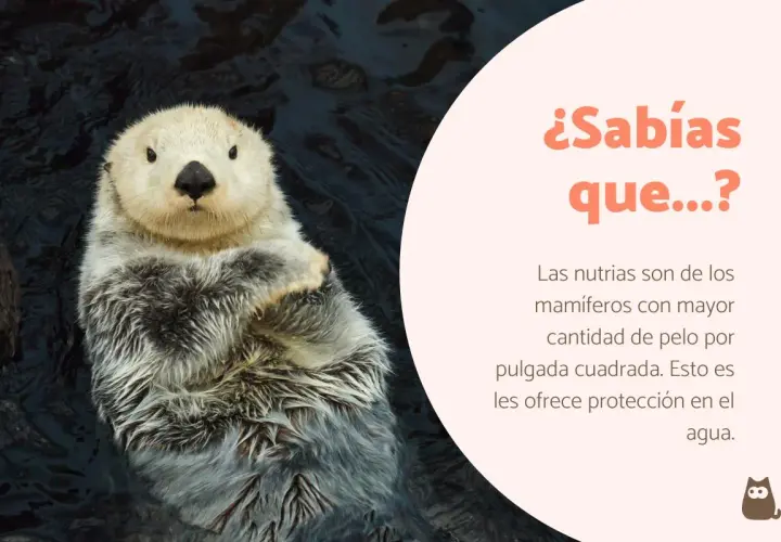 Nutria flotando, un ejemplo de curiosidades de los mamíferos. Su denso pelaje la protege en el agua.