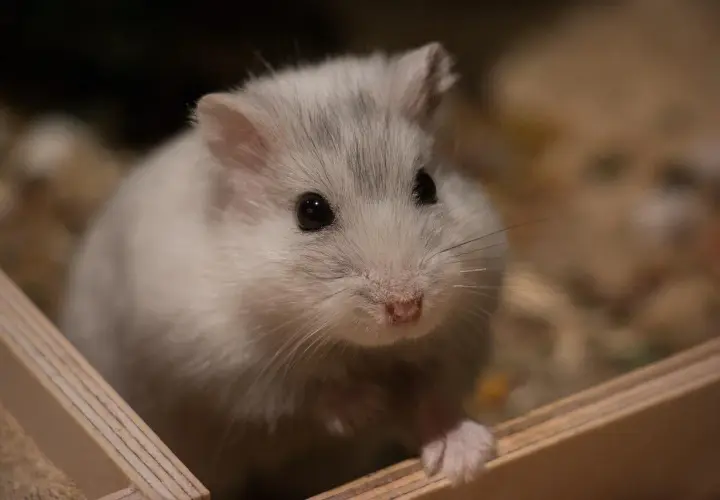 Uroczy, puszysty chomik szuka imienia. Może Puszka, Kuleczka albo Śnieżek?