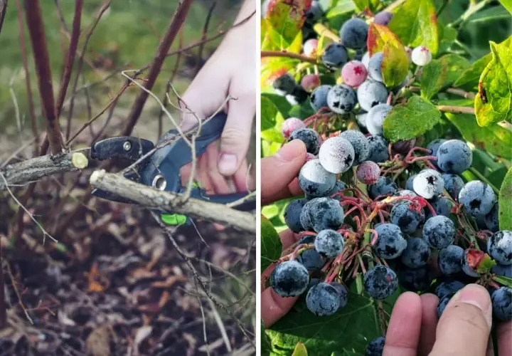 Przycinanie krzewów borówki amerykańskiej, czego nie lubi borówka amerykańska, to nieodpowiednie pędy. Obok dojrzałe owoce.