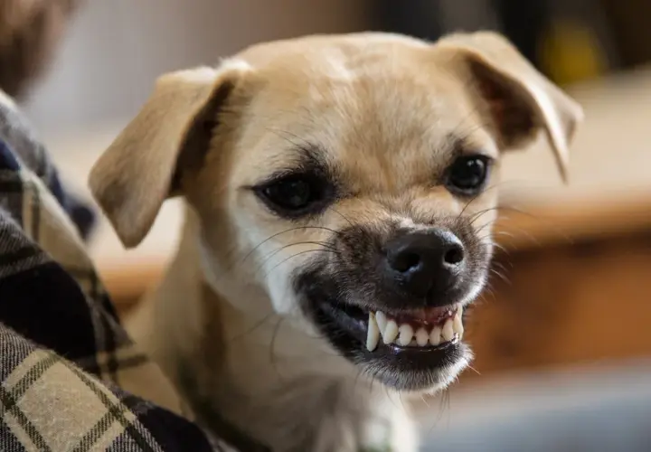 A small tan dog with a plaid blanket peeking into the frame bares its teeth in a way that makes you wonder, do dogs smile?