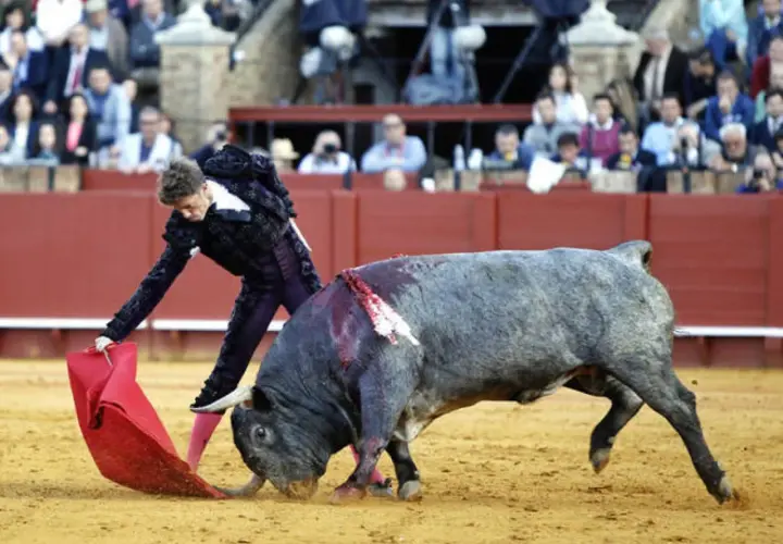 Un torero con traje de luces se enfrenta a un toro bravo en la arena. El público observa desde las gradas.
