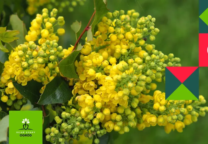 Kwitnąca mahonia, różne odmiany tej rośliny zachwycają żółtymi kwiatami. W tle zielony ogród.