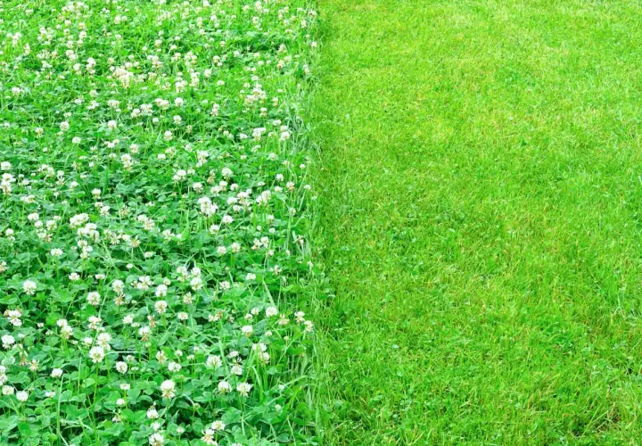 Zielona trawa obok kwitnącej mikrokoniczyny. Nasiona koniczyny tworzą gęsty dywan z białymi kwiatkami, kontrastując z równo przystrzyżonym trawnikiem.