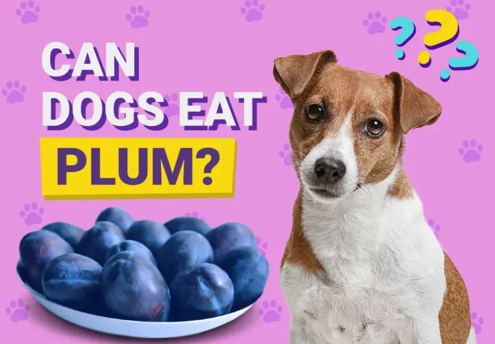 A dog looks curiously at a bowl of plums, with text asking "Can dogs eat plum?".