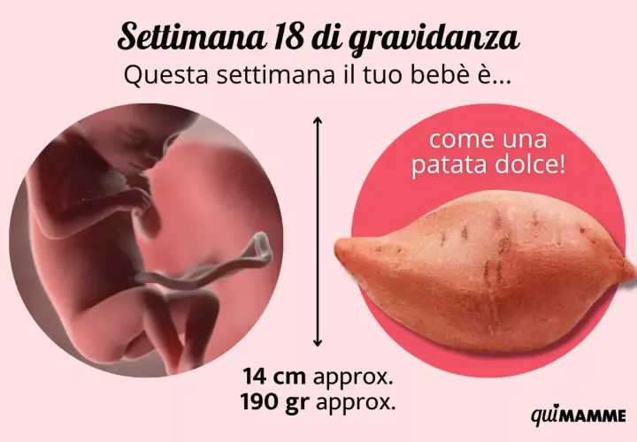 A 18 settimane di gravidanza, il tuo bebè è grande come una patata dolce, lungo circa 14 cm e pesa 190 grammi.