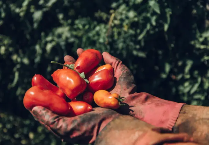 Hände in roten Handschuhen halten eine Ernte frischer, leuchtend roter San Marzano Tomaten vor einem grünen Hintergrund.