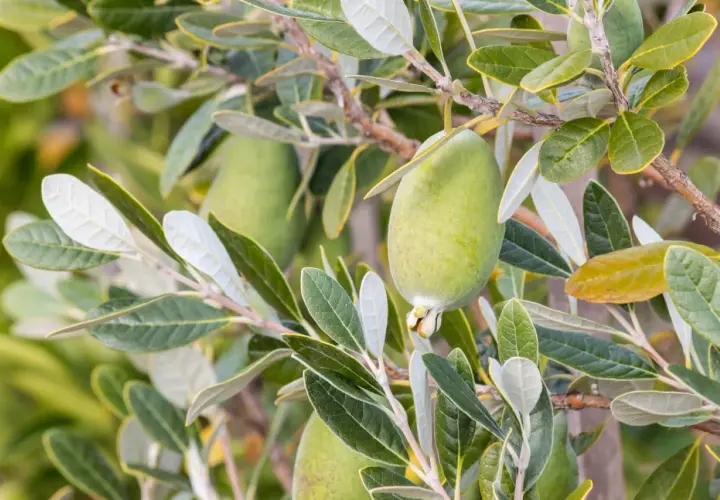 Goyavier du Brésil en pleine croissance, ses fruits verts et ses feuilles argentées promettent une belle récolte.