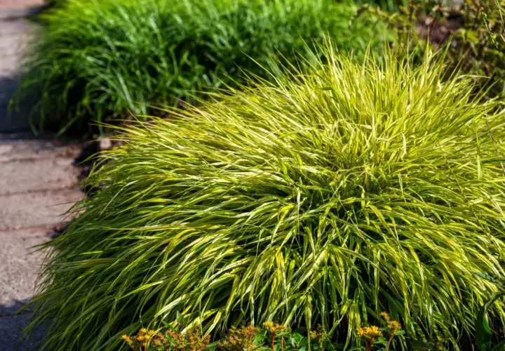 Kępa trawy hakonechloa odmiany 'Aureola' z żółto-zielonymi liśćmi, rosnąca przy ścieżce z kamieni.