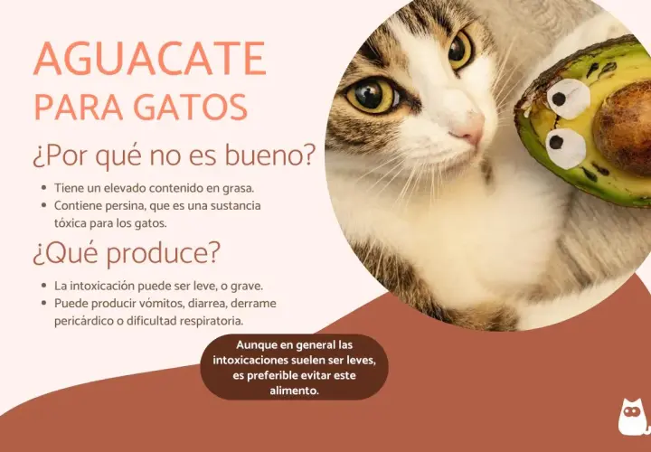 Un gato mira un aguacate. El texto advierte que los gatos no deben comer aguacate por su grasa y persina tóxica.