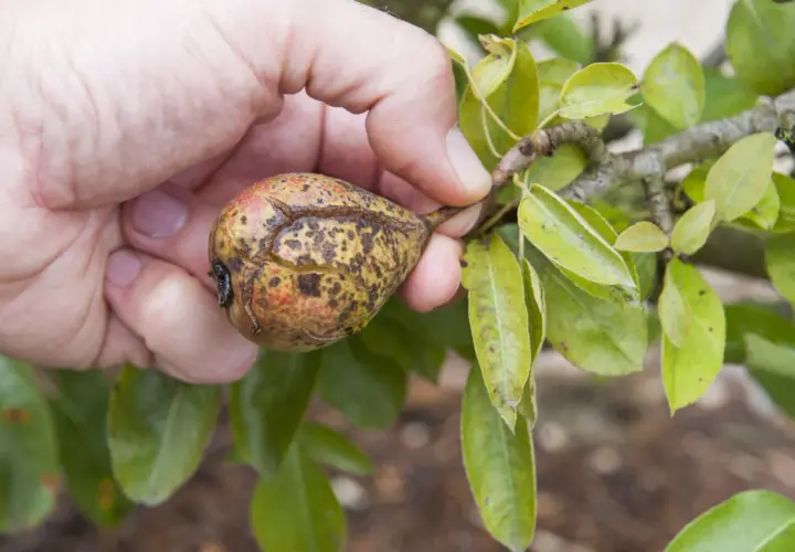 Main d'une personne tenant une poire affectée par la maladie du poirier, montrant des taches et des craquelures sur la peau du fruit.