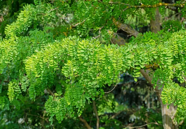 Rami di robinia carichi di foglie verdi. Attenzione alla robinia tossicità, le sue parti sono velenose.