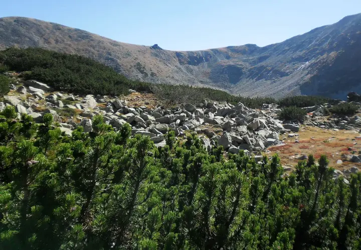Gęsta kosodrzewina tatry na pierwszym planie, za nią skaliste zbocze i góry.