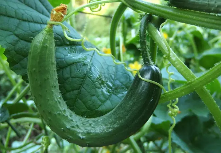 Un concombre vert, encore jeune, se courbe gracieusement sur sa tige. Sa taille est parfaite pour une future salade croquante.