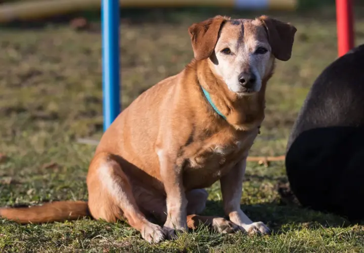 Ein brauner Hund im Welpensitz auf einer Wiese, mit einem blauen Halsband.