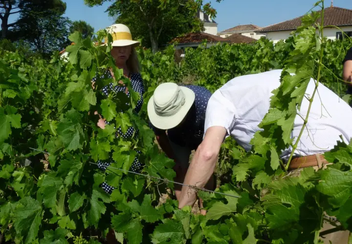 Trois personnes en chapeaux dans un vignoble, peut-être pour une dégustation Pessac-Léognan.