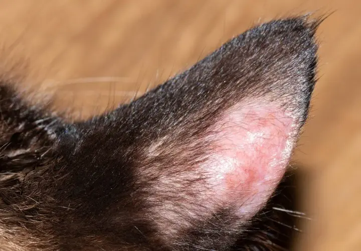Nahaufnahme eines Katzenohrs mit kahlen, geröteten Stellen, die auf Hautpilz hindeuten.