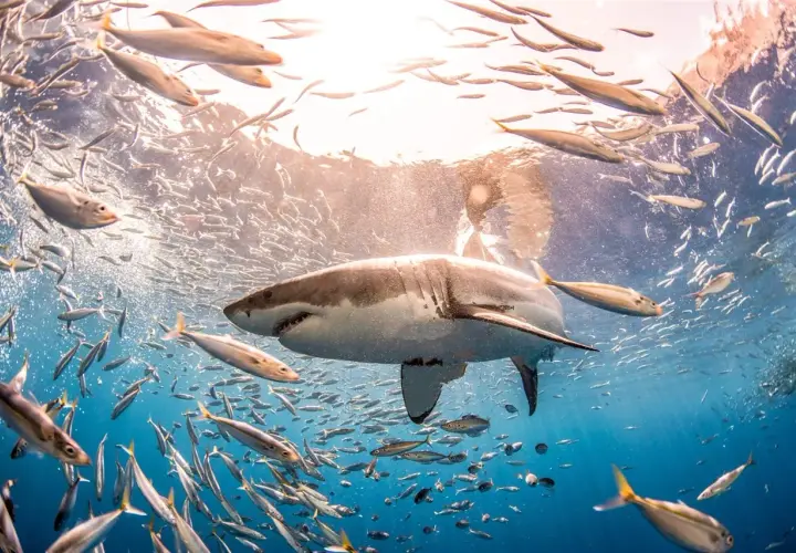 Un impresionante tiburón blanco de 12 metros nada entre bancos de peces plateados bajo la luz del sol.