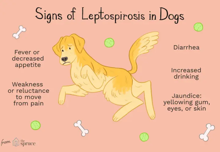 Illustration showing a sad dog with signs of leptospirosis: fever, decreased appetite, weakness, diarrhea, increased drinking, and jaundice.