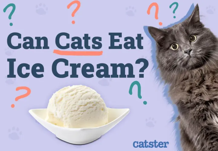 A fluffy grey cat looks curiously at a scoop of ice cream, as the text asks "Can Cats Eat Ice Cream?".