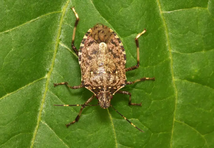 Una cimice cinese, con il suo carapace maculato, riposa su una foglia verde.