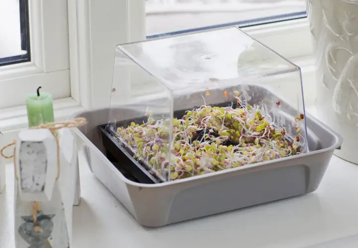 En bricka med färska groddar under ett plastlock, perfekt för att odla groddar hemma.