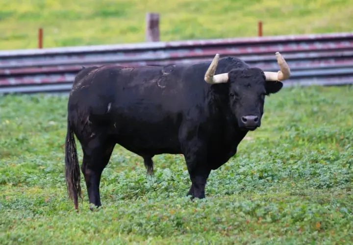 Toro negro imponente en un prado verde, símbolo de la ganadería Santa María.