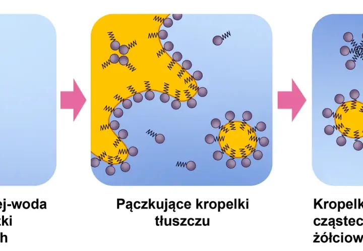 Trawienie tłuszczy u psa: problemy, przyczyny i schemat trawienia