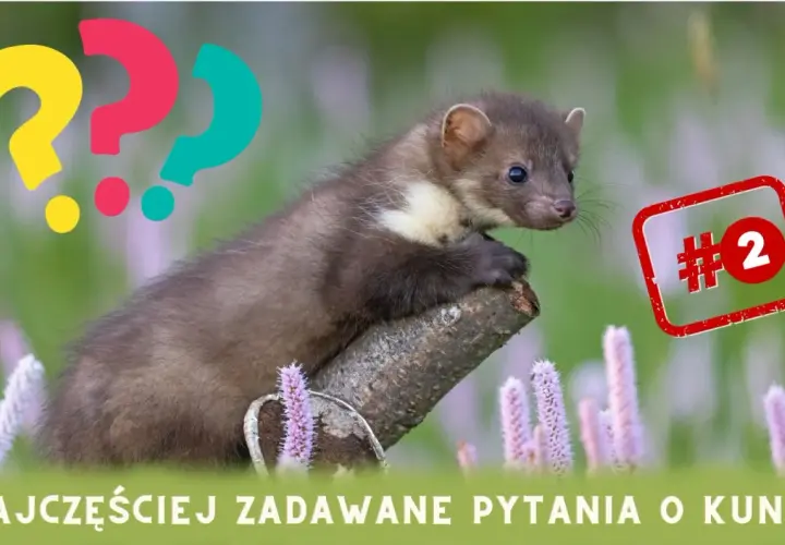 Kuna a pies: Czy Twój pupil jest bezpieczny? Fakty i ochrona