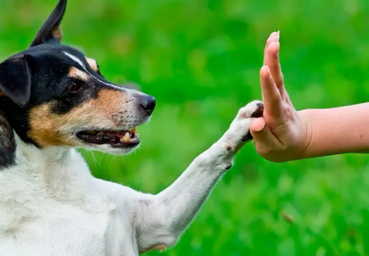Un perro y un educador canino entrenan el gesto de "choca esos cinco" en un jardín verde.