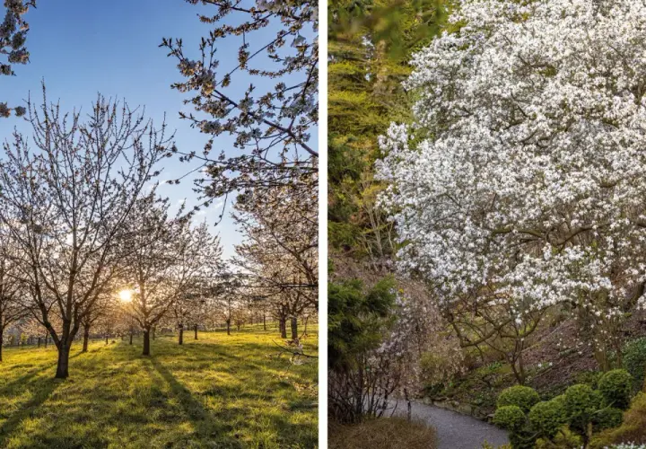 Arboretum Wojsławice kwitnie wiosną. Warto jechać, gdy kwitną magnolie i wiśnie, tworząc bajkowy krajobraz.