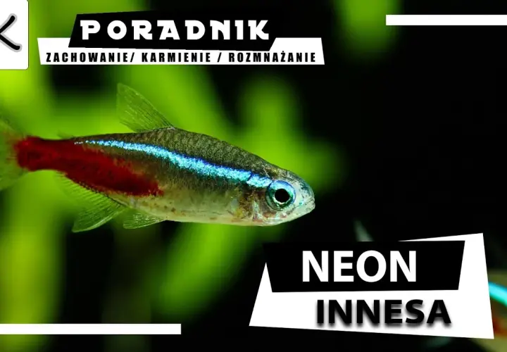 Jak karmić neonki, aby były zdrowe i szczęśliwe przez cały czas