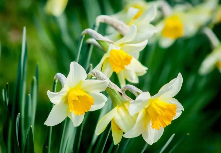 Des narcisses blancs et jaunes, symboles de renouveau, s'épanouissent dans un jardin verdoyant. Le daffodil signification est l'espoir.