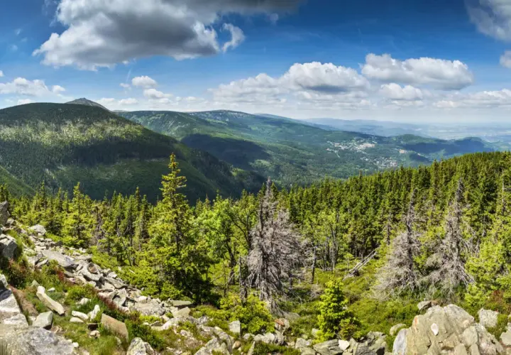 Majówka 2026 w Karkonoszach: skaliste zbocze, gęsty las świerkowy i widok na dolinę.