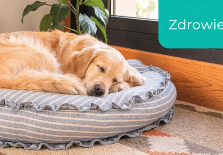 Złoty retriever śpi na wygodnym, łatwym do czyszczenia legowisku dla psa.