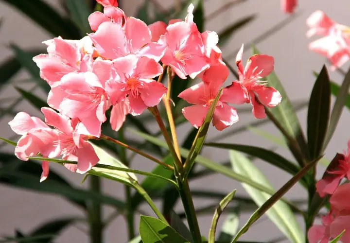 Adelfa en maceta, con sus delicadas flores rosadas y hojas verdes, ilumina el espacio.