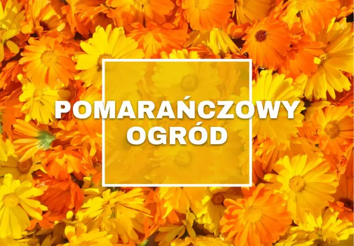 Pomarańczowe kwiaty tworzą słoneczny ogród.