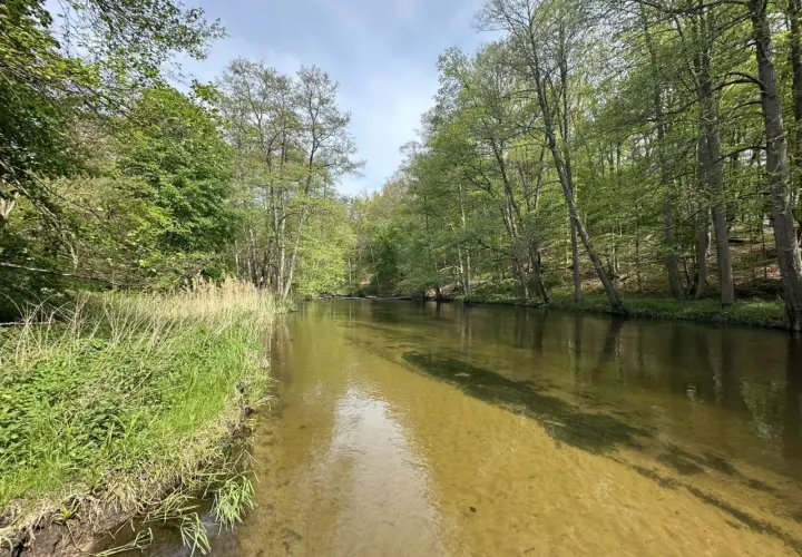 Zielona, bujna roślinność nad krystalicznie czystą rzeką. To idealne miejsce na relaks i odkrywanie lubuskich atrakcji.