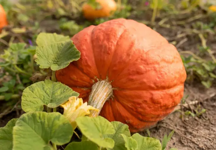 Pomarańczowa dynia, jak ambrozja, rośnie wśród zielonych liści i żółtych kwiatów.