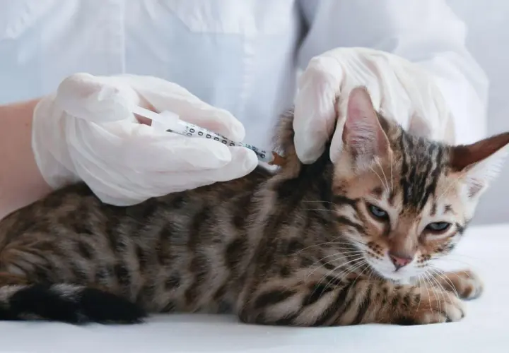 Veterinario administra inyección a gatito. Podrían ser anticonceptivos para gatas o vacunas.