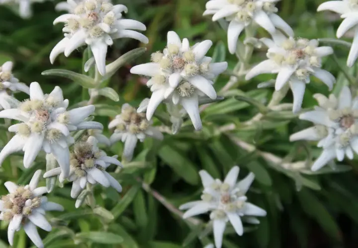 Grupka białych kwiatów szarotki (edelweiss) na zielonym tle.