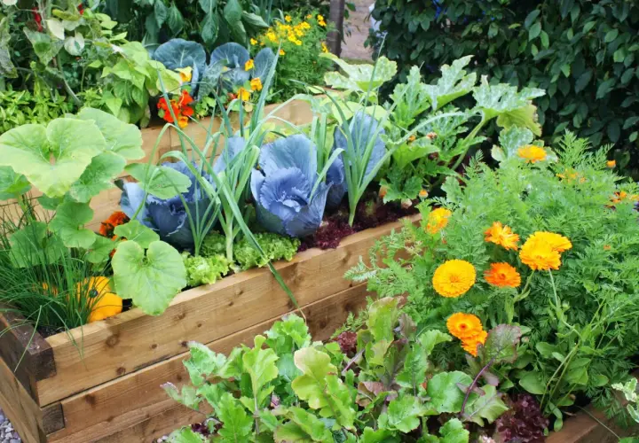 Ein üppiger Hochbeetgarten mit Kohl, Lauch, Kürbis und bunten Blumen. Perfekt, um zu sehen, was im August pflanzen.