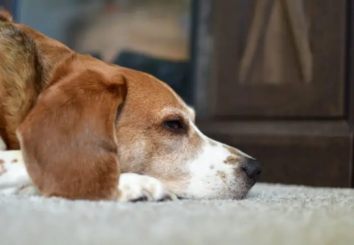 Cane beagle sdraiato, con sguardo malinconico. Pensa a cosa dare al cane con diarrea per farlo stare meglio.