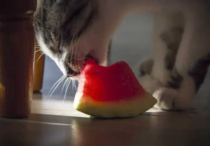 A tabby cat nibbles on a slice of watermelon, exploring if cats eat watermelon.